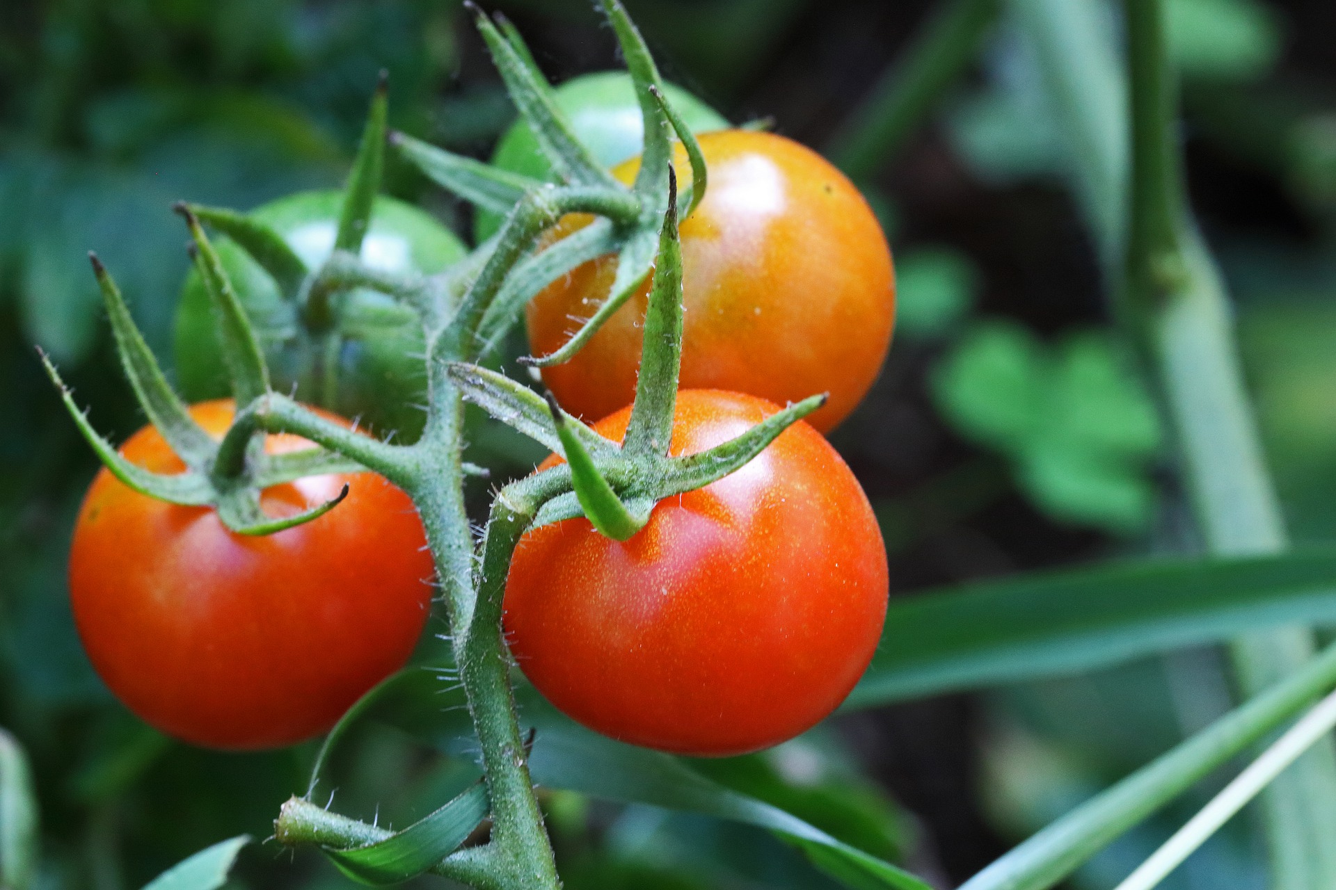 tomato fruit